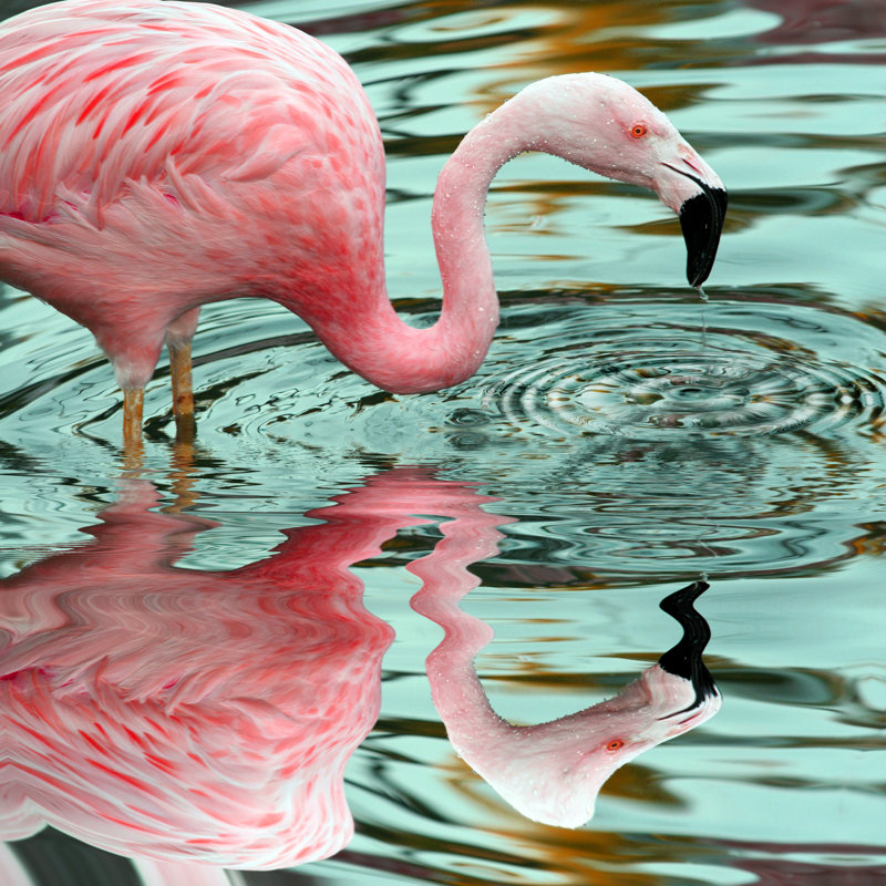 Graceful Pink Flamingo Reflection in Serene Water - Oil Painting Art