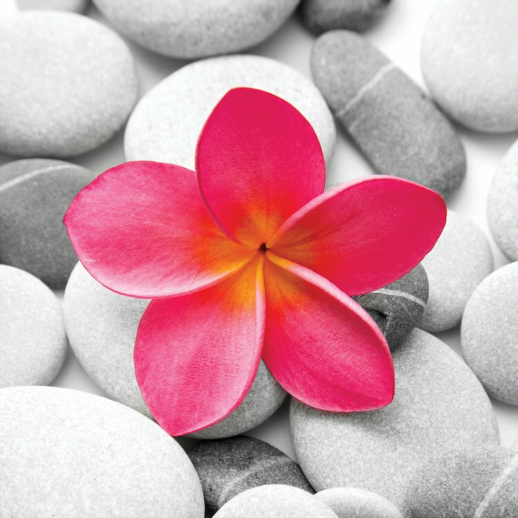 Zen Blossoms: Tranquil Pink Flower Among Serene Stones Oil Painting