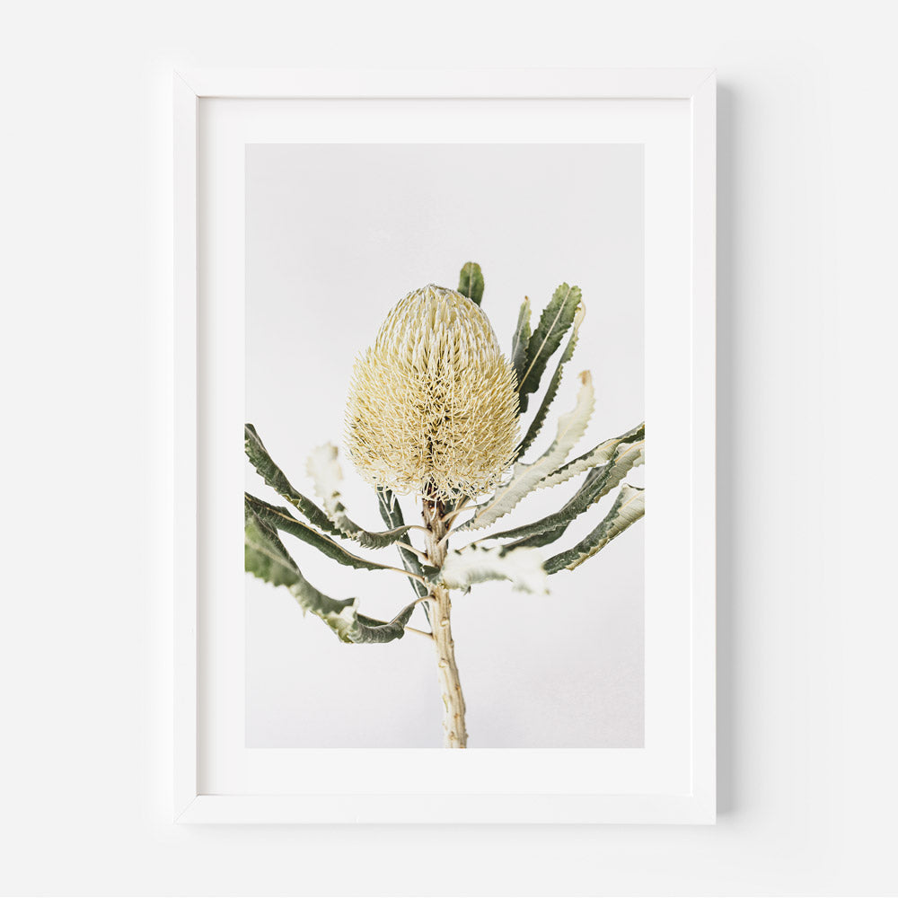 Elegant Banksia Flower Oil Painting for Nature-Inspired Home Decor