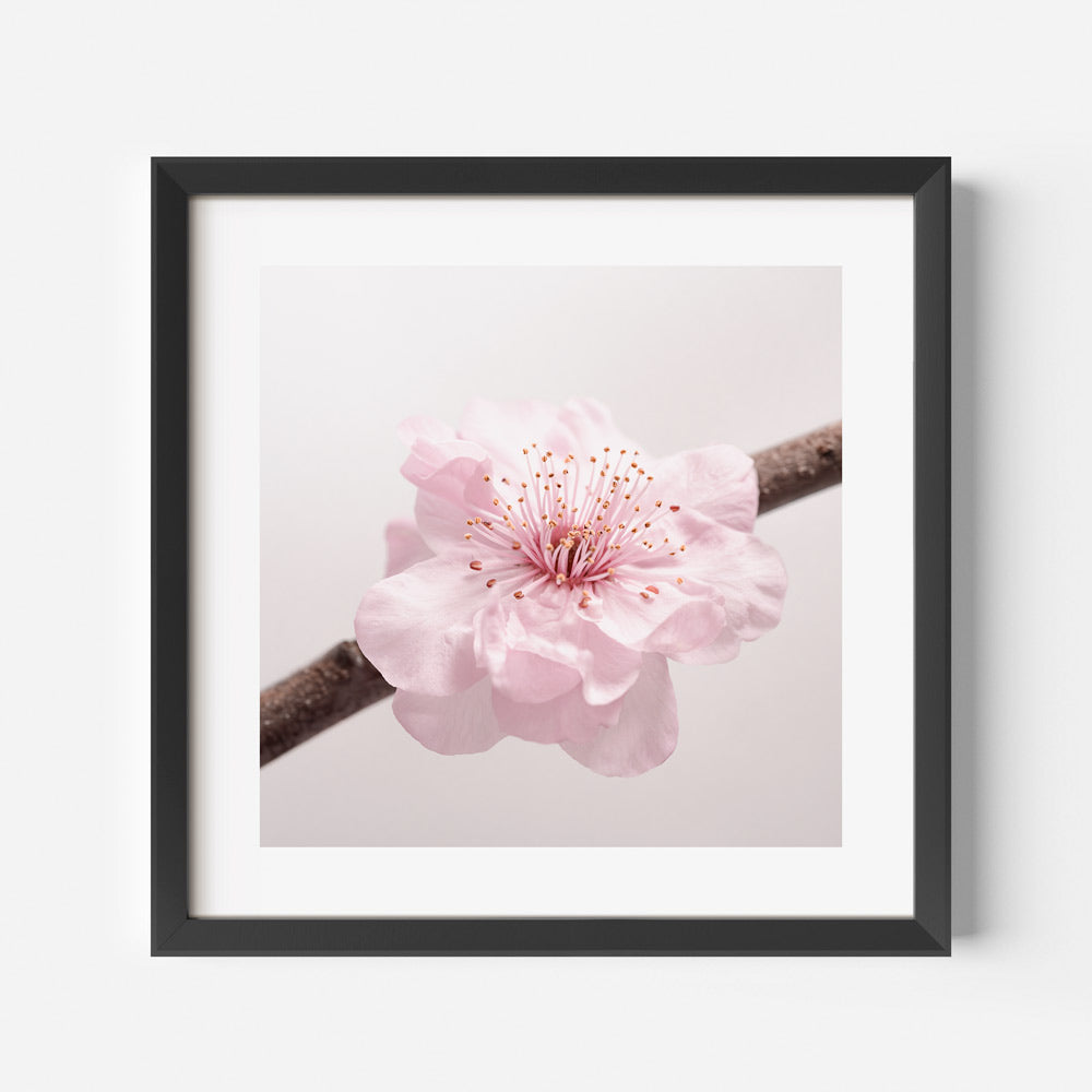 Blossoming Cherry Tree Oil Painting - Elegant Floral Art for Home Décor