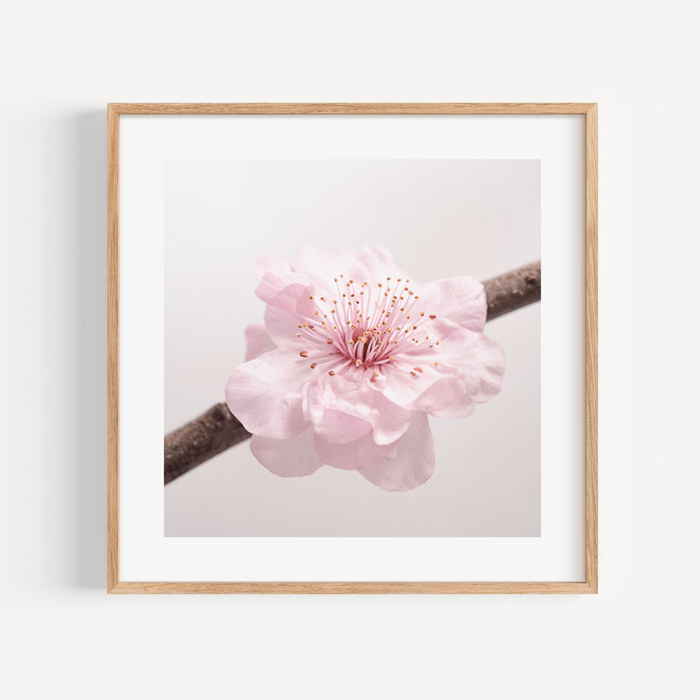 Blossoming Cherry Tree Oil Painting - Elegant Floral Art for Home Décor