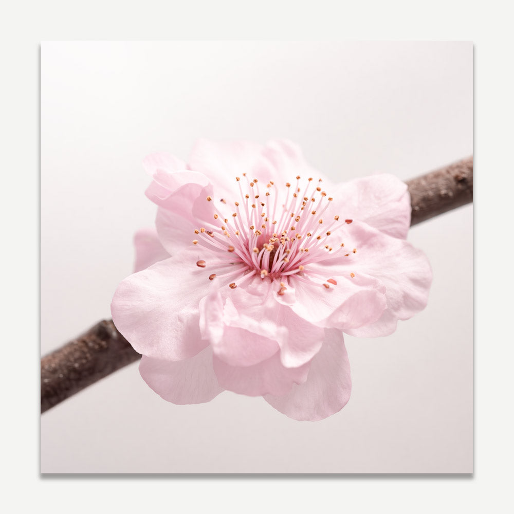 Blossoming Cherry Tree Oil Painting - Elegant Floral Art for Home Décor