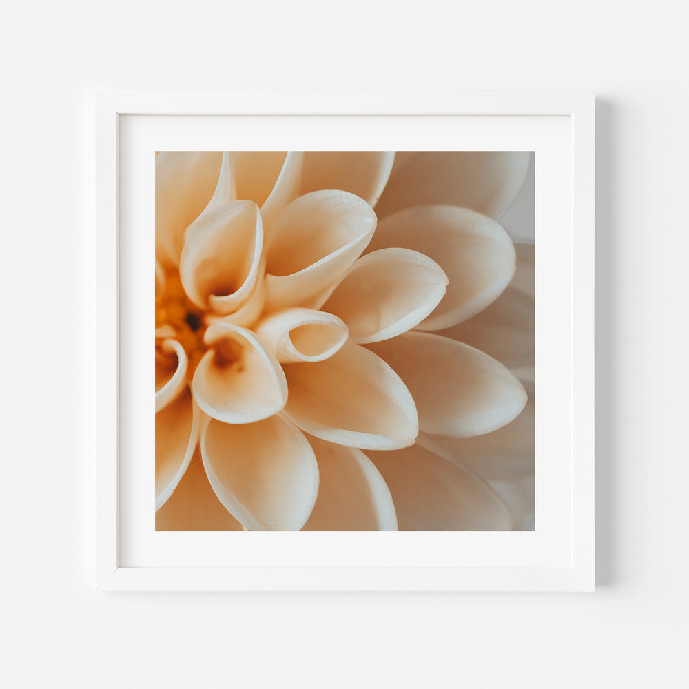 Elegant Peach Dahlia Flower Oil Painting for Home Decor and Art Enthusiasts
