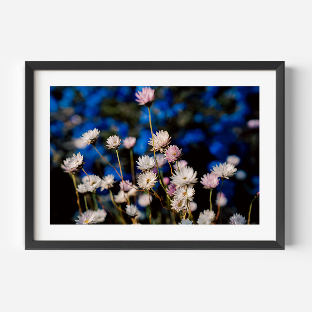 Vibrant Daisy Fields: Exquisite Floral Oil Painting for Home Decor