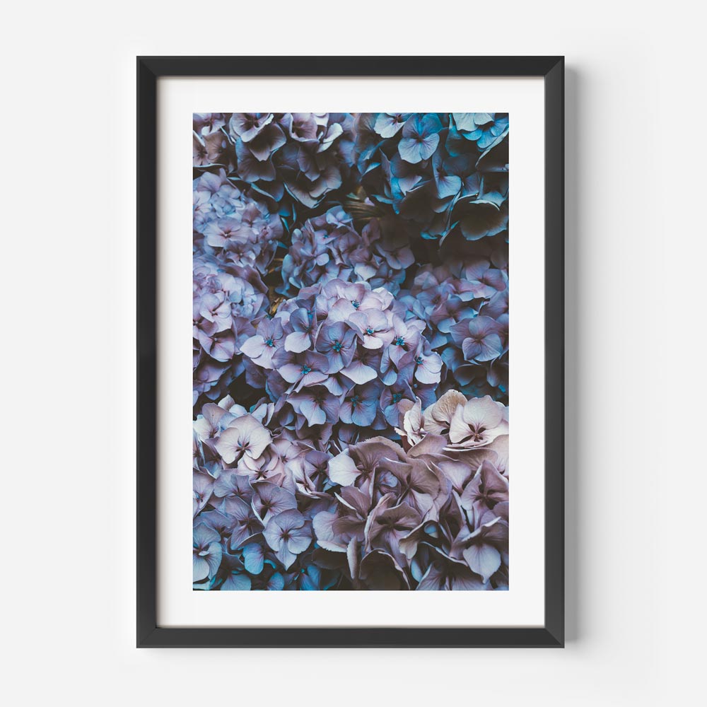 Lush Hydrangea Blooms in Serene Blue and Purple Hues - Elegant Floral Oil Painting