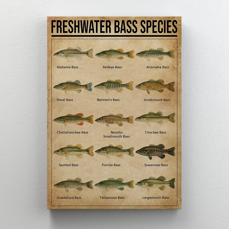 Freshwater Bass Species Art Print - Detailed Canvas Wall Decor for Fishing Enthusiasts