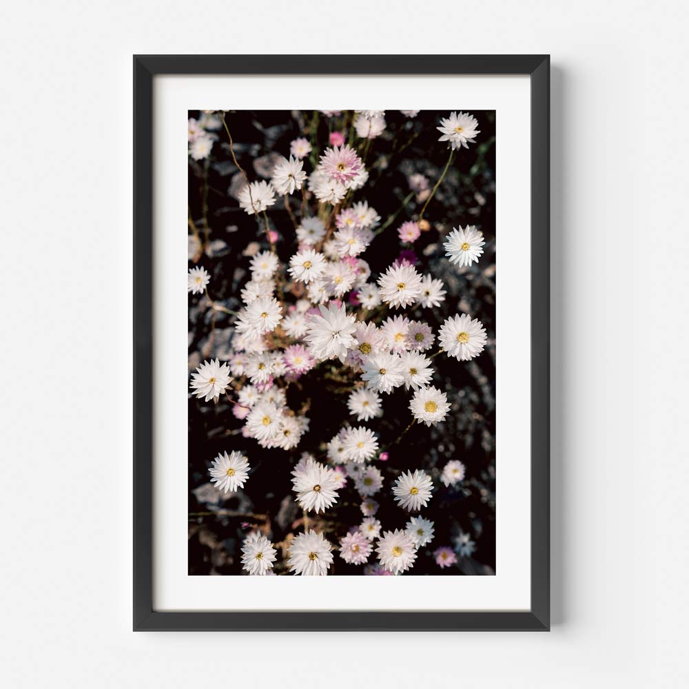 Elegant Floral Oil Painting of Paper Daisies for Stunning Home Decor