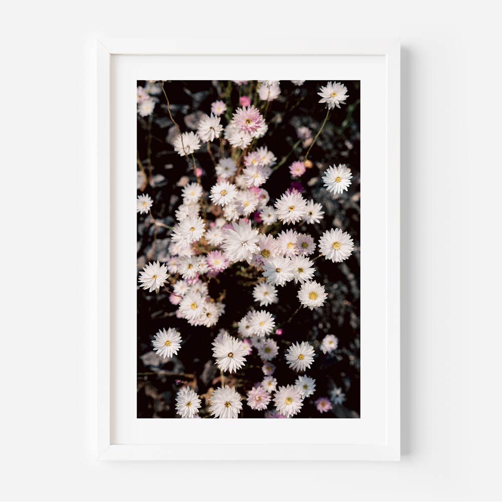 Elegant Floral Oil Painting of Paper Daisies for Stunning Home Decor