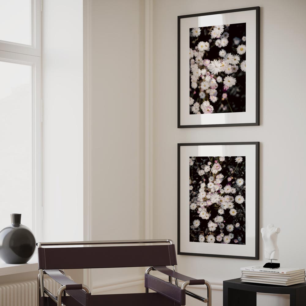Elegant Floral Oil Painting of Paper Daisies for Stunning Home Decor