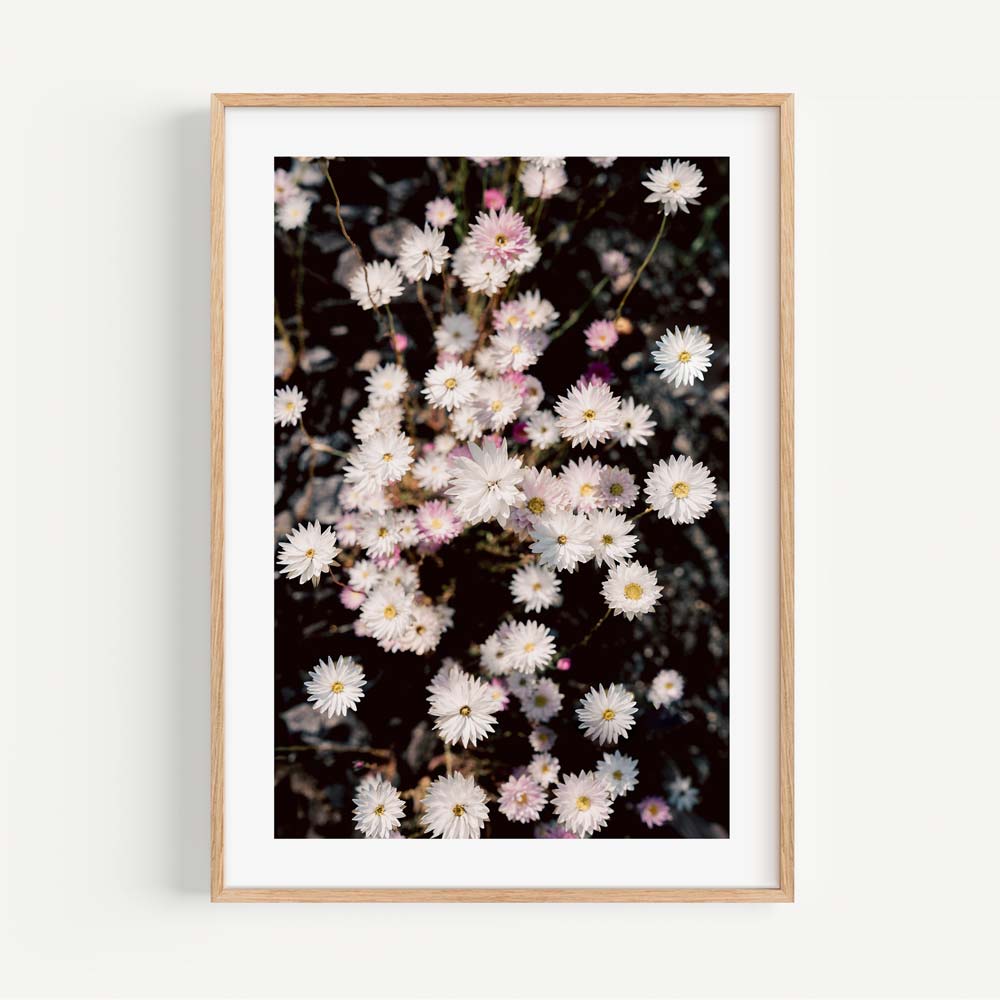 Elegant Floral Oil Painting of Paper Daisies for Stunning Home Decor