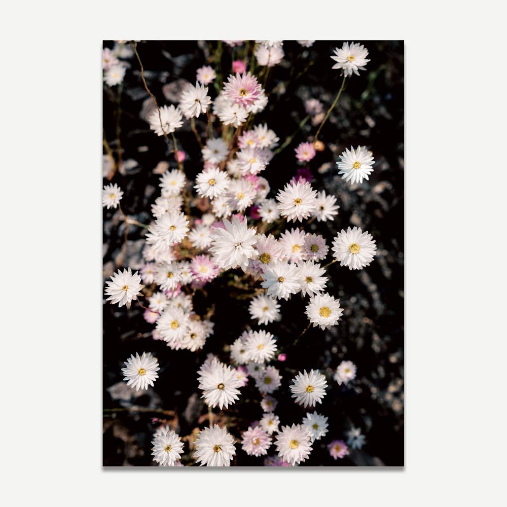 Elegant Floral Oil Painting of Paper Daisies for Stunning Home Decor