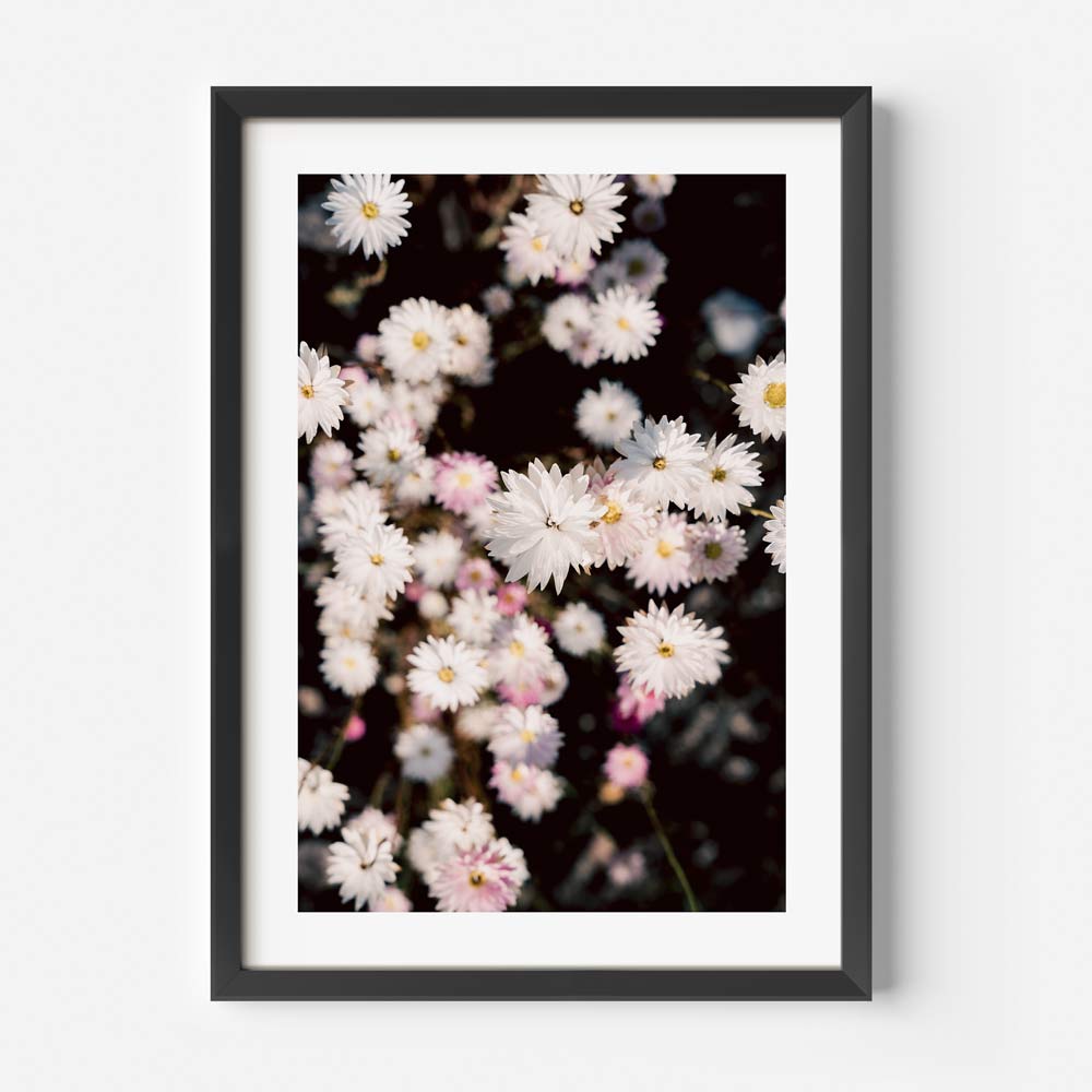 Charming White Daisy Floral Oil Painting for Elegant Home Decor