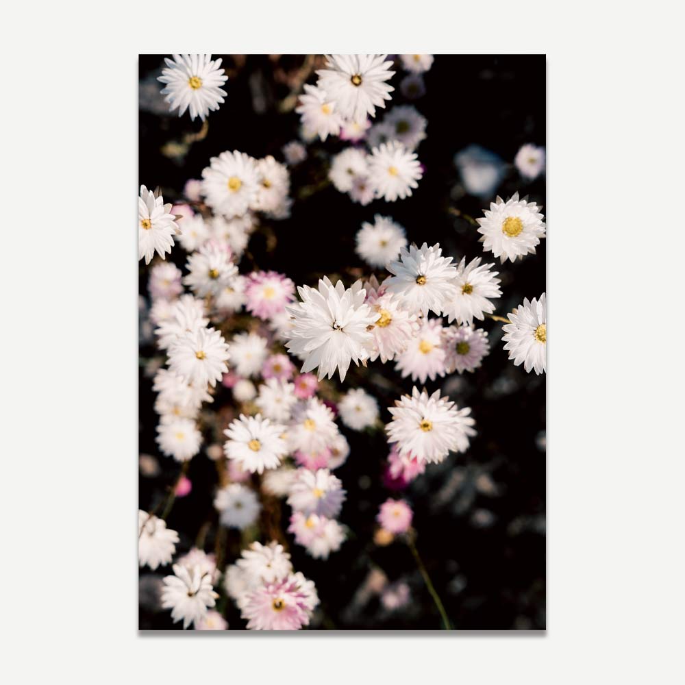 Charming White Daisy Floral Oil Painting for Elegant Home Decor