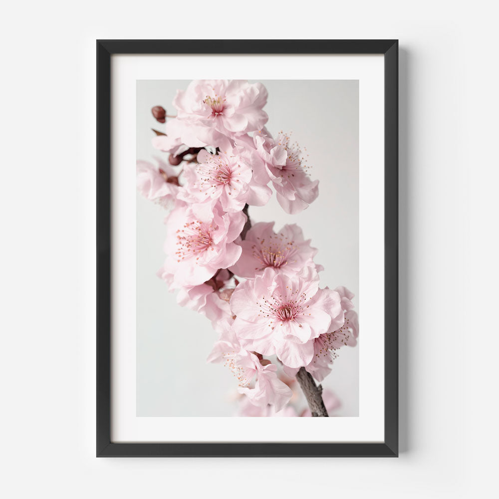 Blossoming Pink Cherry Flowers - Elegant Oil Painting for Home Decor