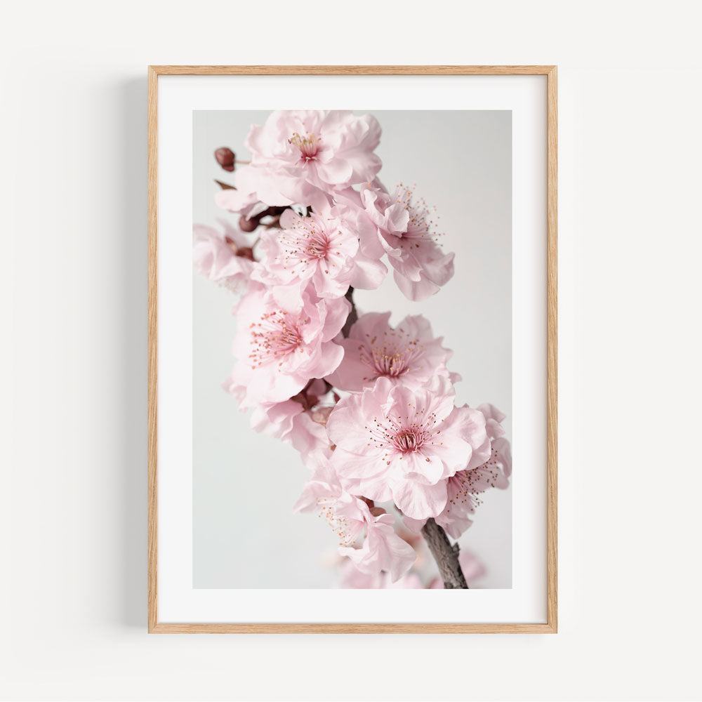 Blossoming Pink Cherry Flowers - Elegant Oil Painting for Home Decor