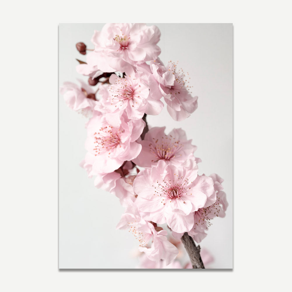 Blossoming Pink Cherry Flowers - Elegant Oil Painting for Home Decor
