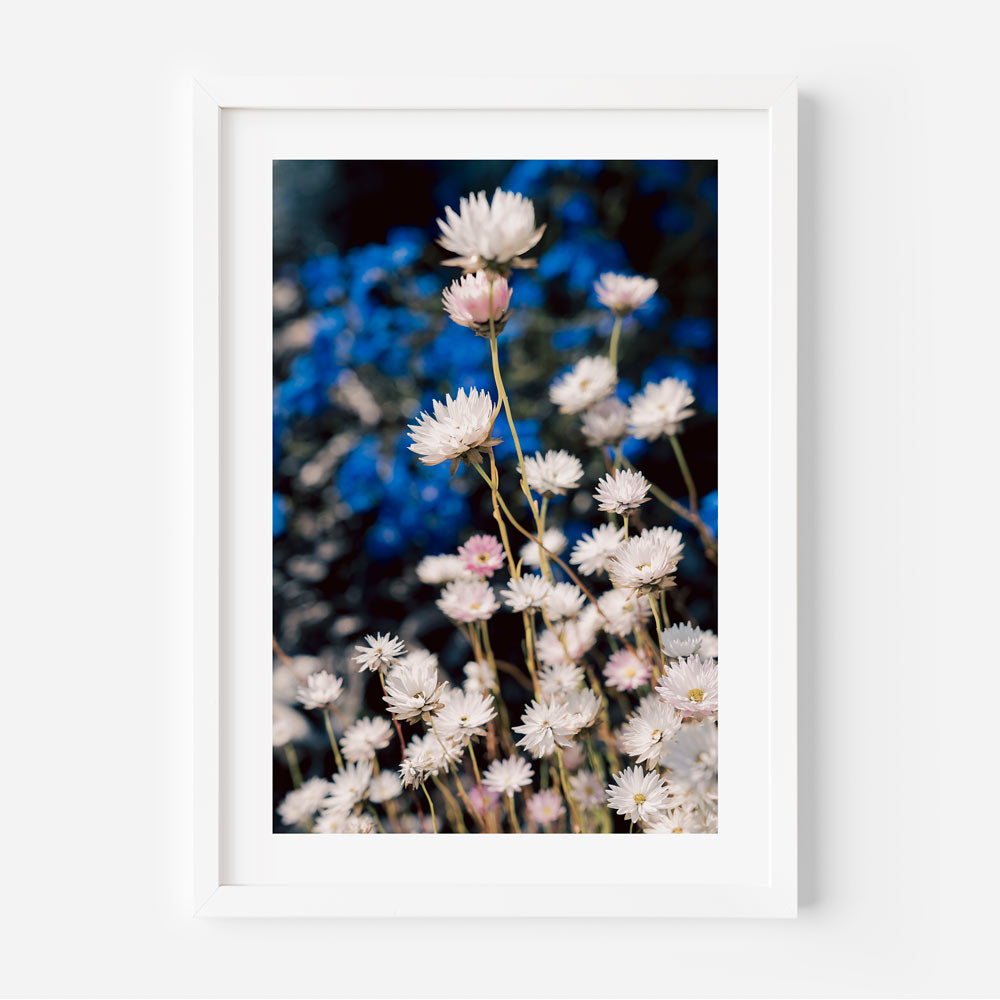 Charming Daisy Triptych - Everlasting Beauty in Floral Oil Paintings