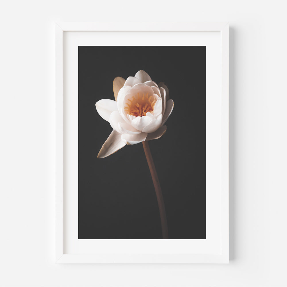 Elegant Trio of Oil Paintings: Water Lilies Blossom Collection
