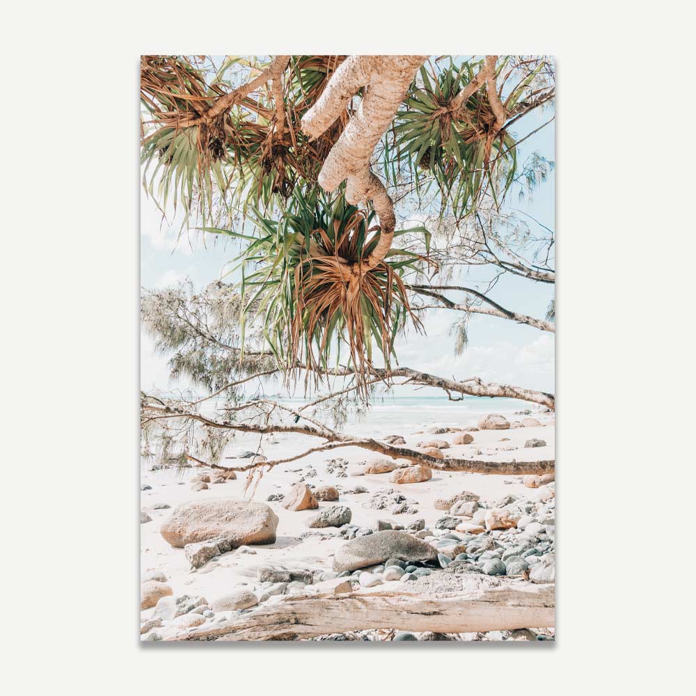Coastal Serenity: Oil Paintings of Wategos Beach and Scenic Pathway