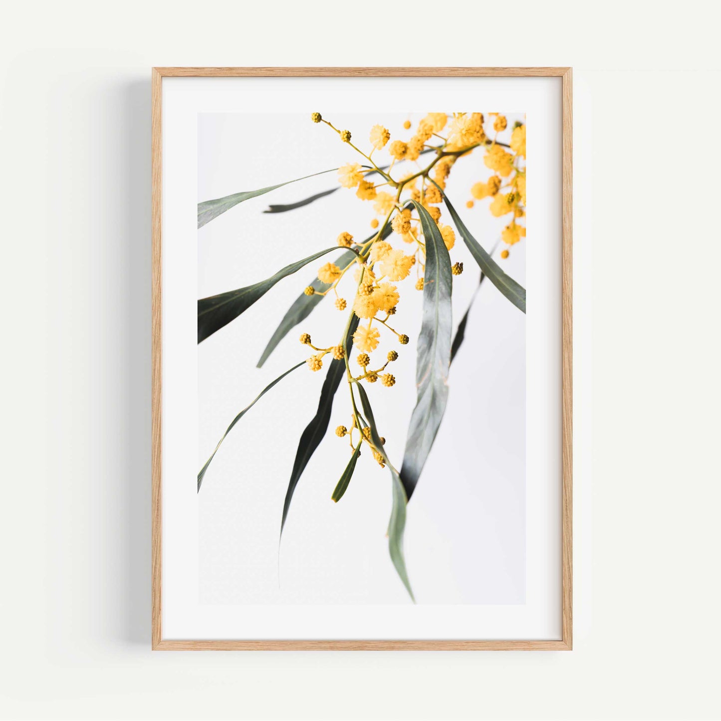 Vibrant Wattle Blossoms in Oil – Bright Yellow Floral Art for Home Decor