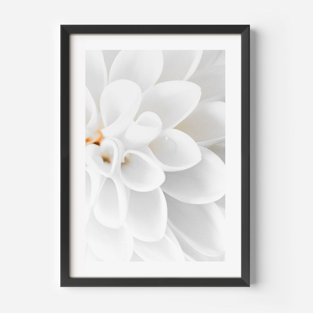 Elegant White Dahlia Oil Painting for Home Décor and Floral Art Enthusiasts