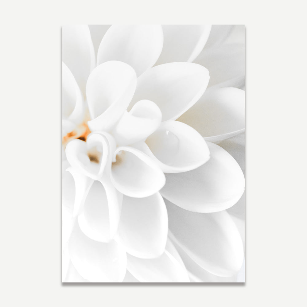 Elegant White Dahlia Oil Painting for Home Décor and Floral Art Enthusiasts