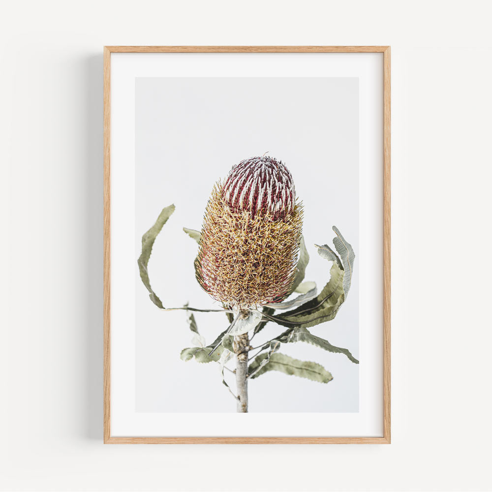 Vibrant Banksia Flower Oil Painting for Home Decor and Nature Lovers