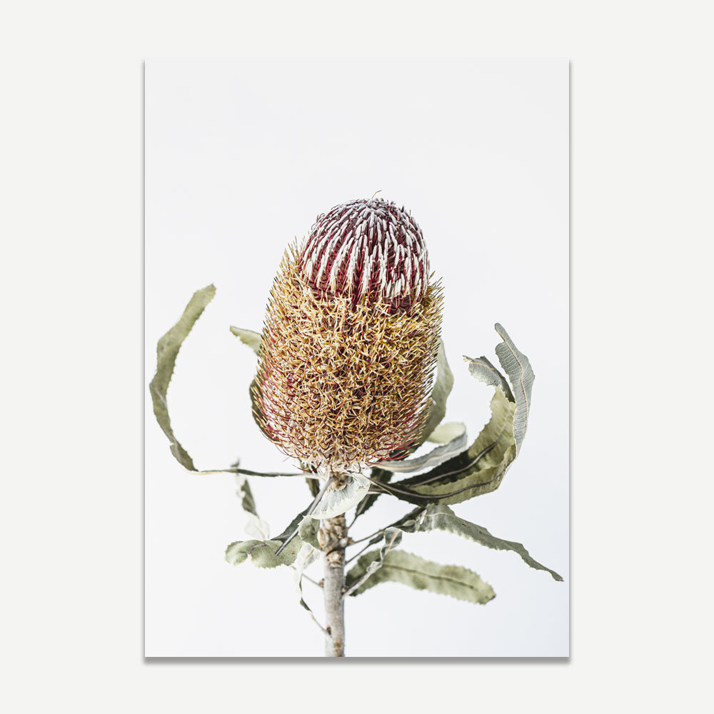 Vibrant Banksia Flower Oil Painting for Home Decor and Nature Lovers