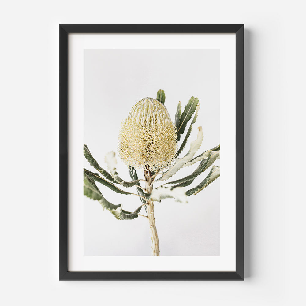 Elegant Banksia Flower Oil Painting for Nature-Inspired Home Decor