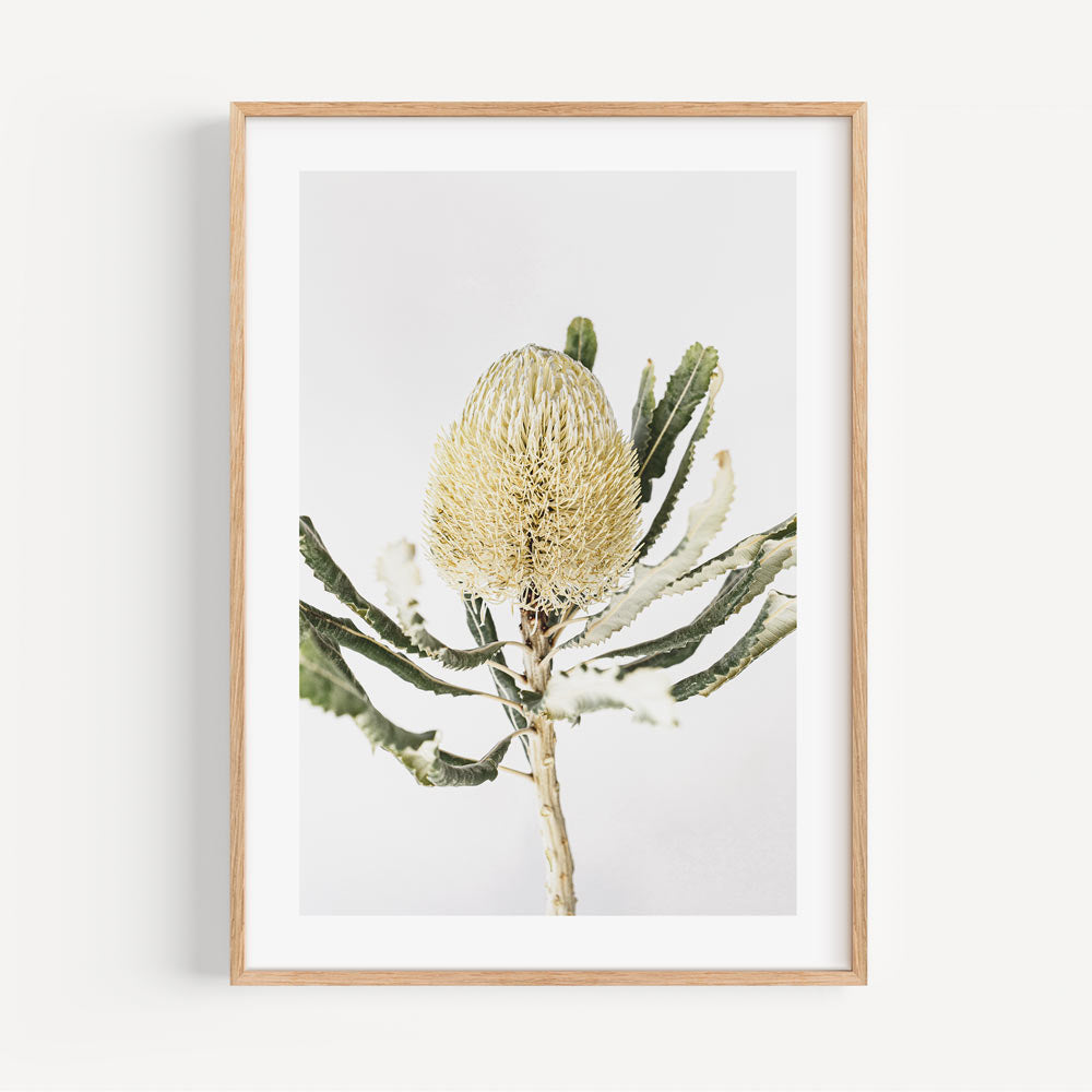 Elegant Banksia Flower Oil Painting for Nature-Inspired Home Decor