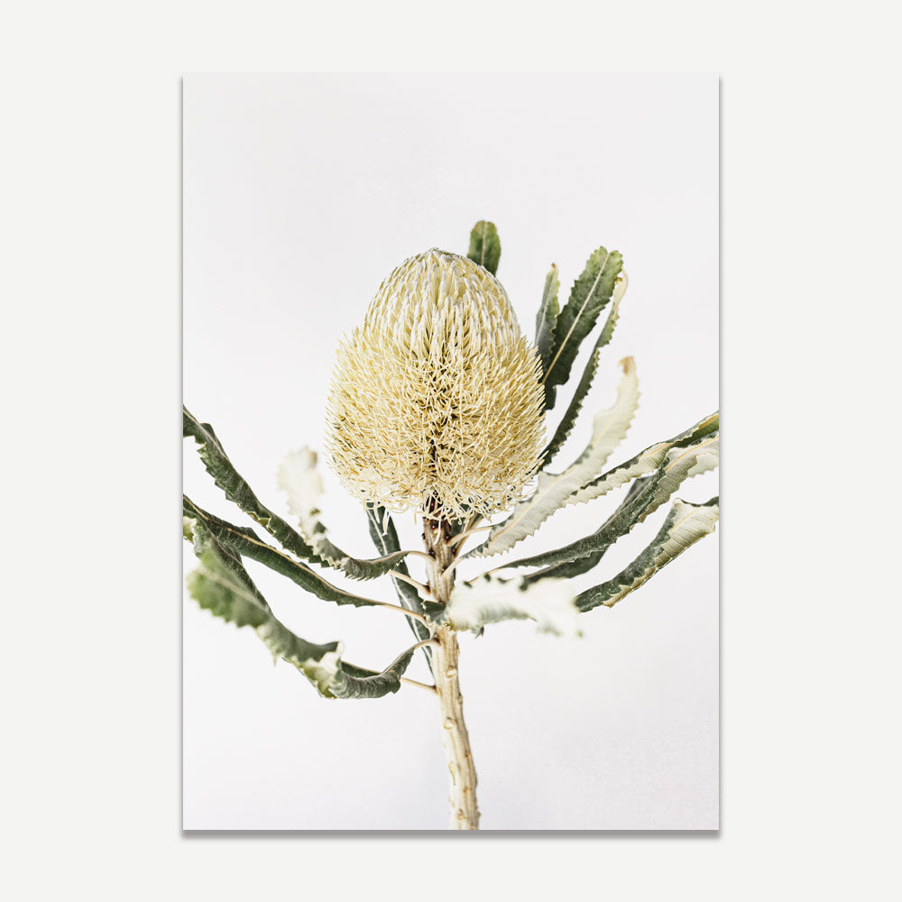 Elegant Banksia Flower Oil Painting for Nature-Inspired Home Decor