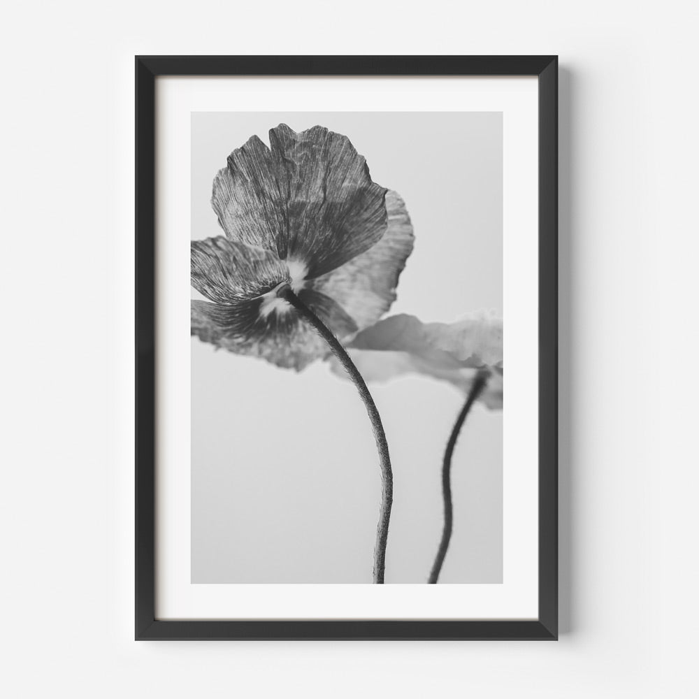 Elegant Black and White Poppies Floral Oil Painting for Modern Home Decor