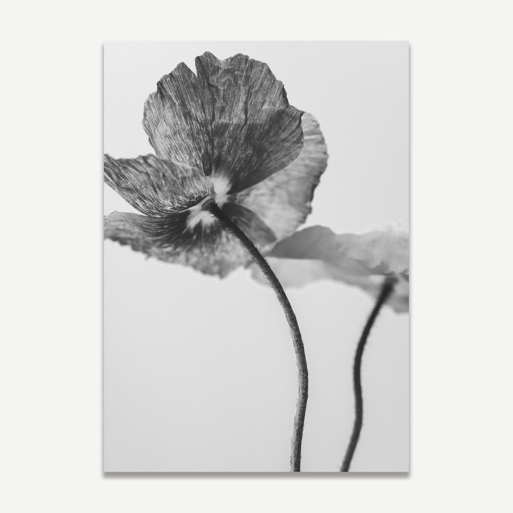 Elegant Black and White Poppies Floral Oil Painting for Modern Home Decor