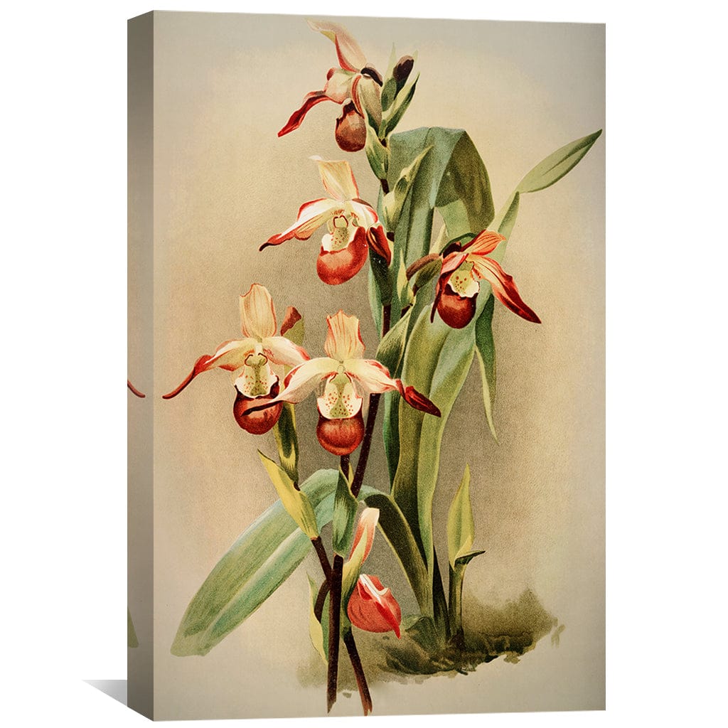 Vibrant Cypripedium Orchid Oil Painting for Floral Art Enthusiasts