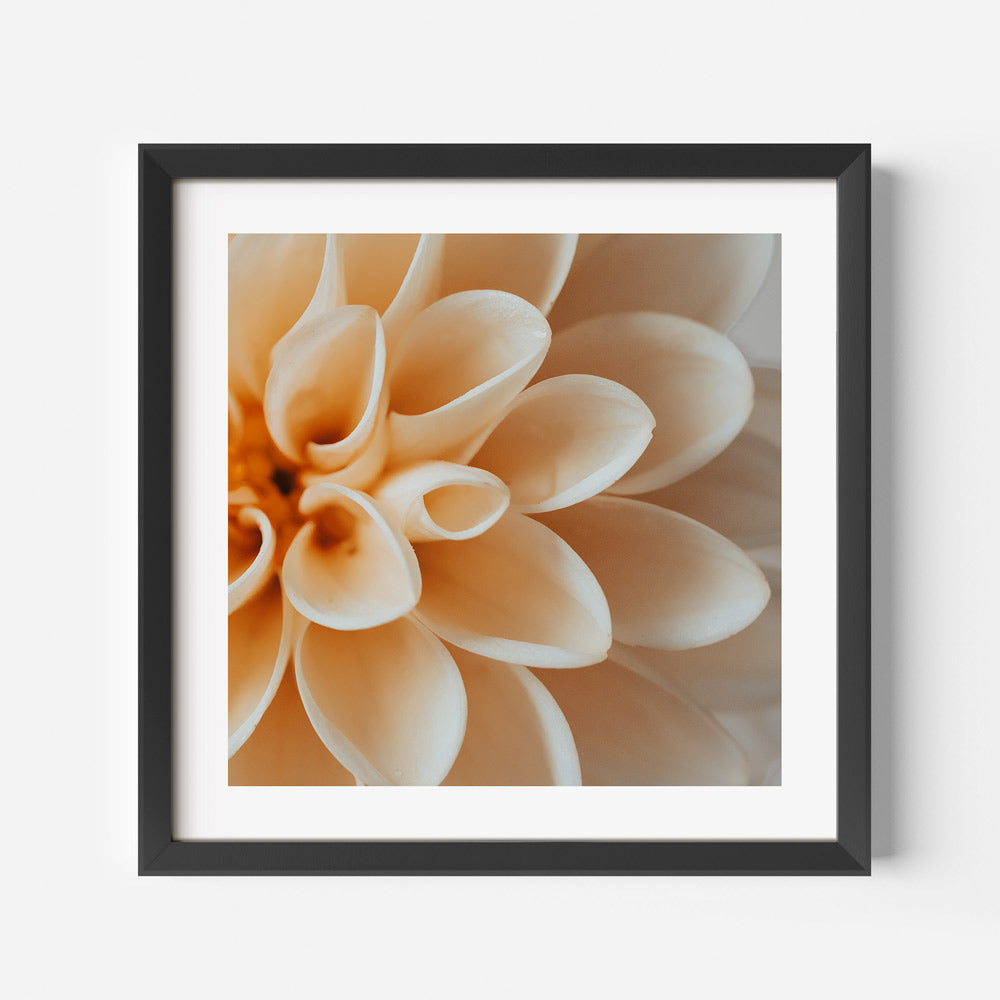 Elegant Peach Dahlia Flower Oil Painting for Home Decor and Art Enthusiasts