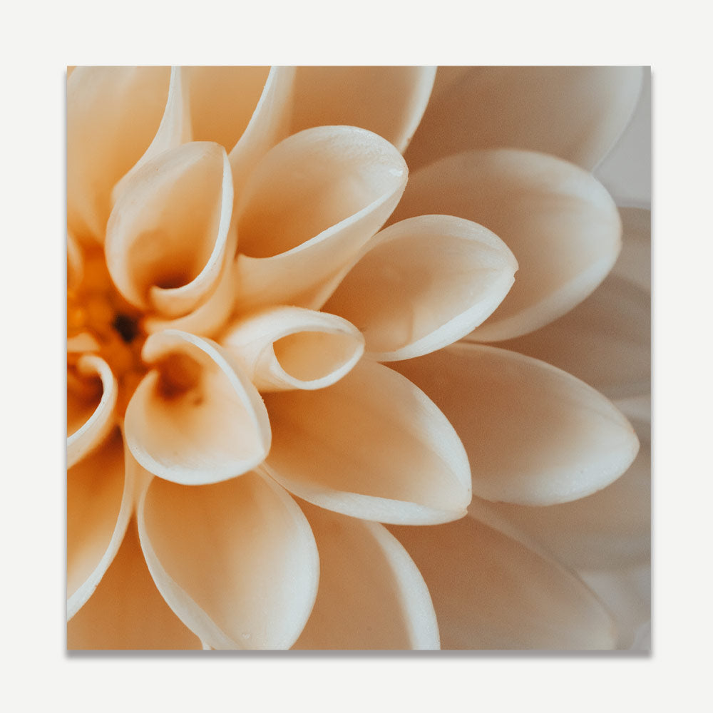 Elegant Peach Dahlia Flower Oil Painting for Home Decor and Art Enthusiasts