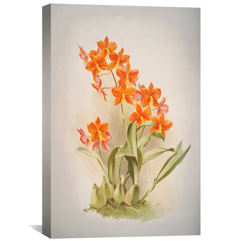 Vibrant Epidendrum Orchid Oil Painting - Stunning Floral Wall Art for Home Decor