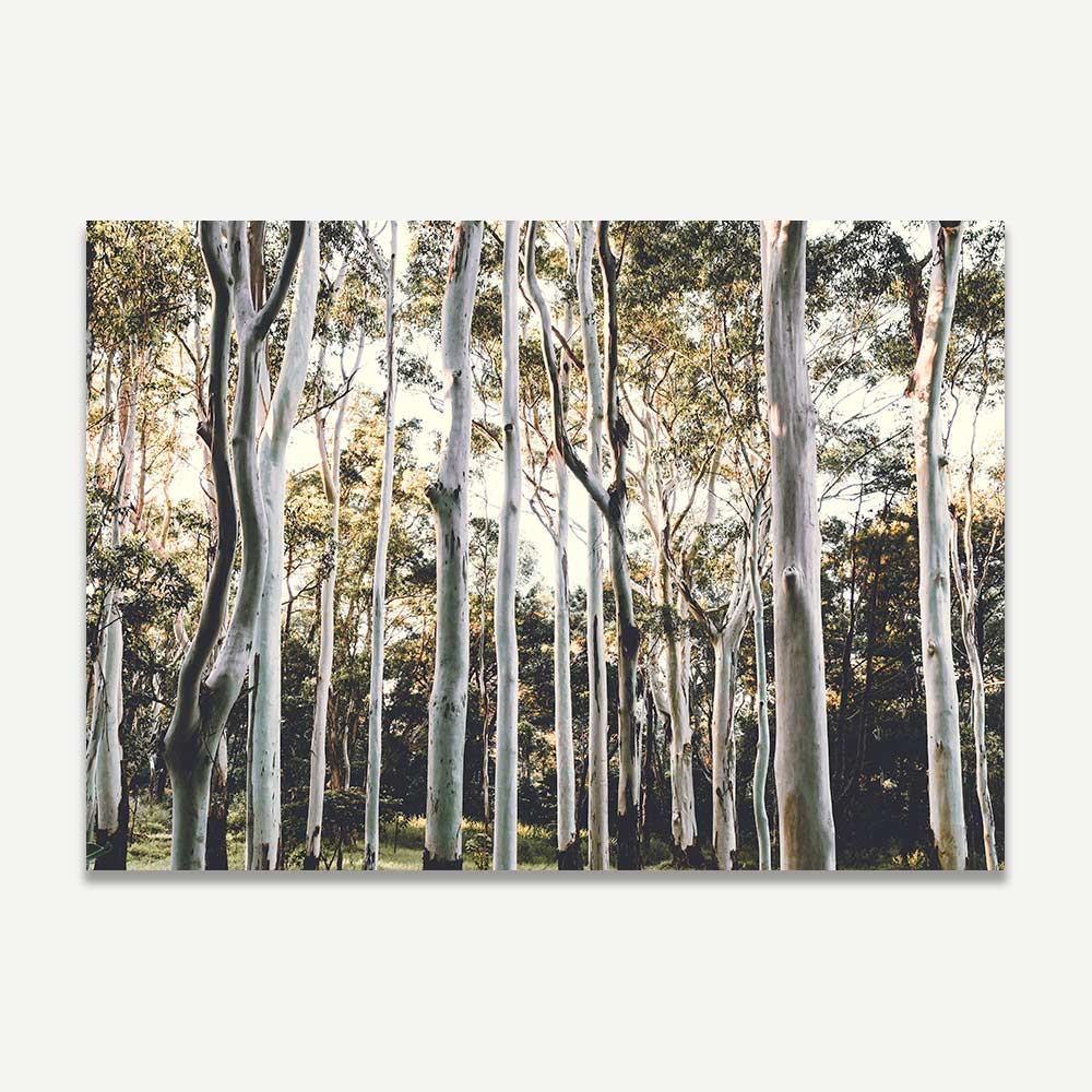 Elegant Pair of Ghost Gums Oil Paintings for Nature Lovers and Art Enthusiasts