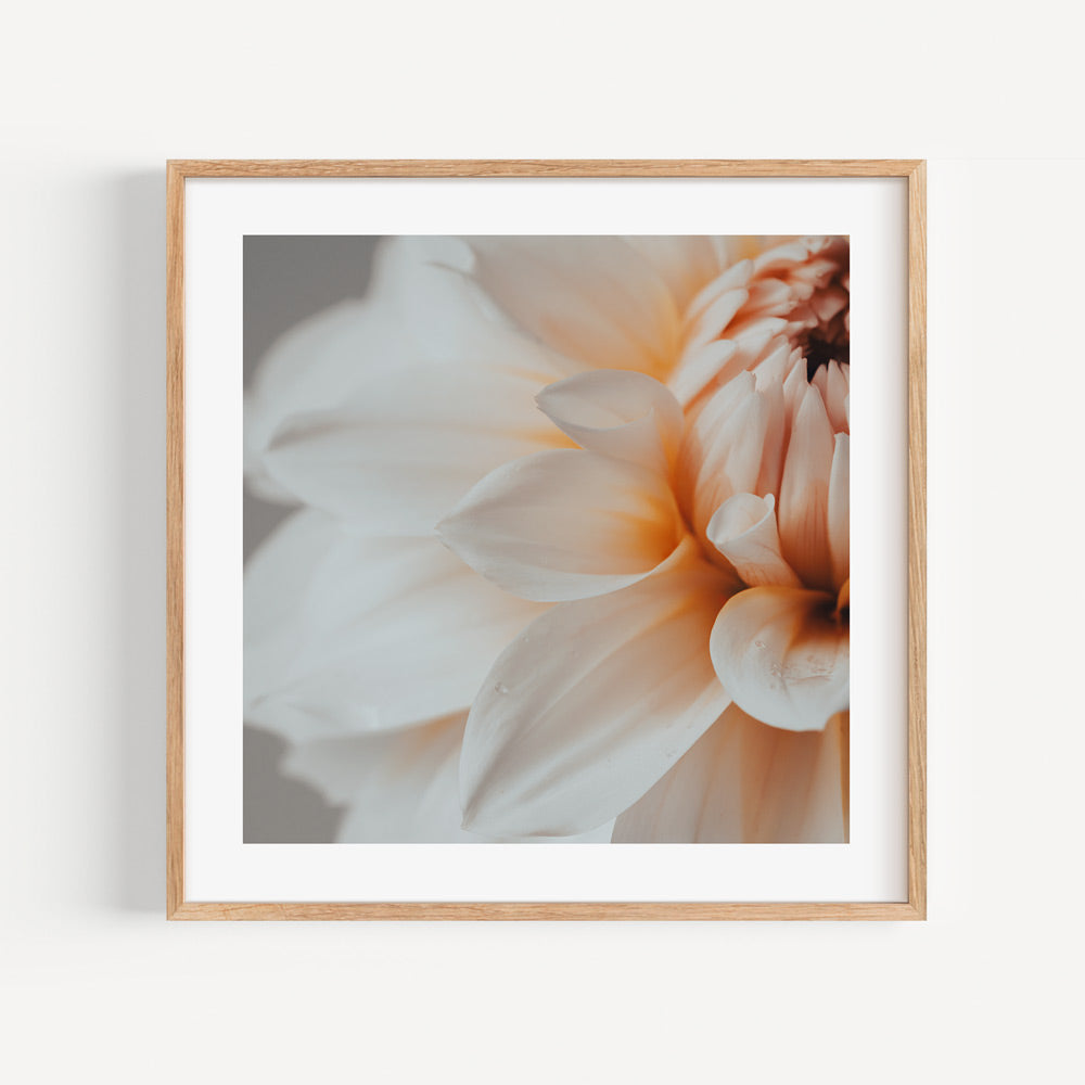 Elegant Peach Dahlia Flower Oil Painting for Home Decor and Art Lovers