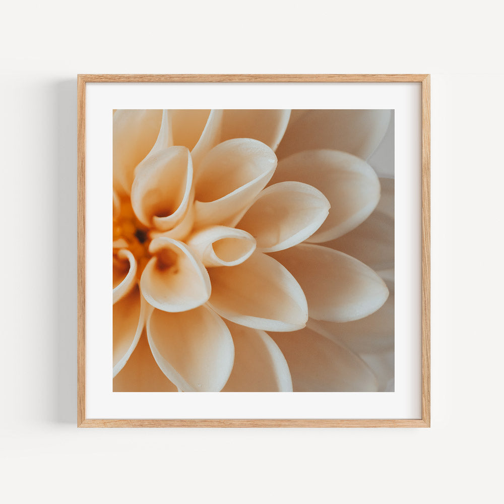 Elegant Peach Dahlia Flower Oil Painting for Home Decor and Art Enthusiasts