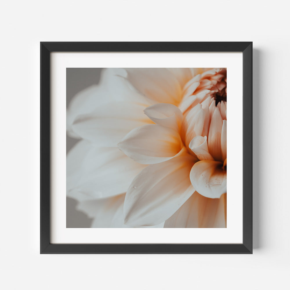 Elegant Peach Dahlia Flower Oil Painting for Home Decor and Art Lovers