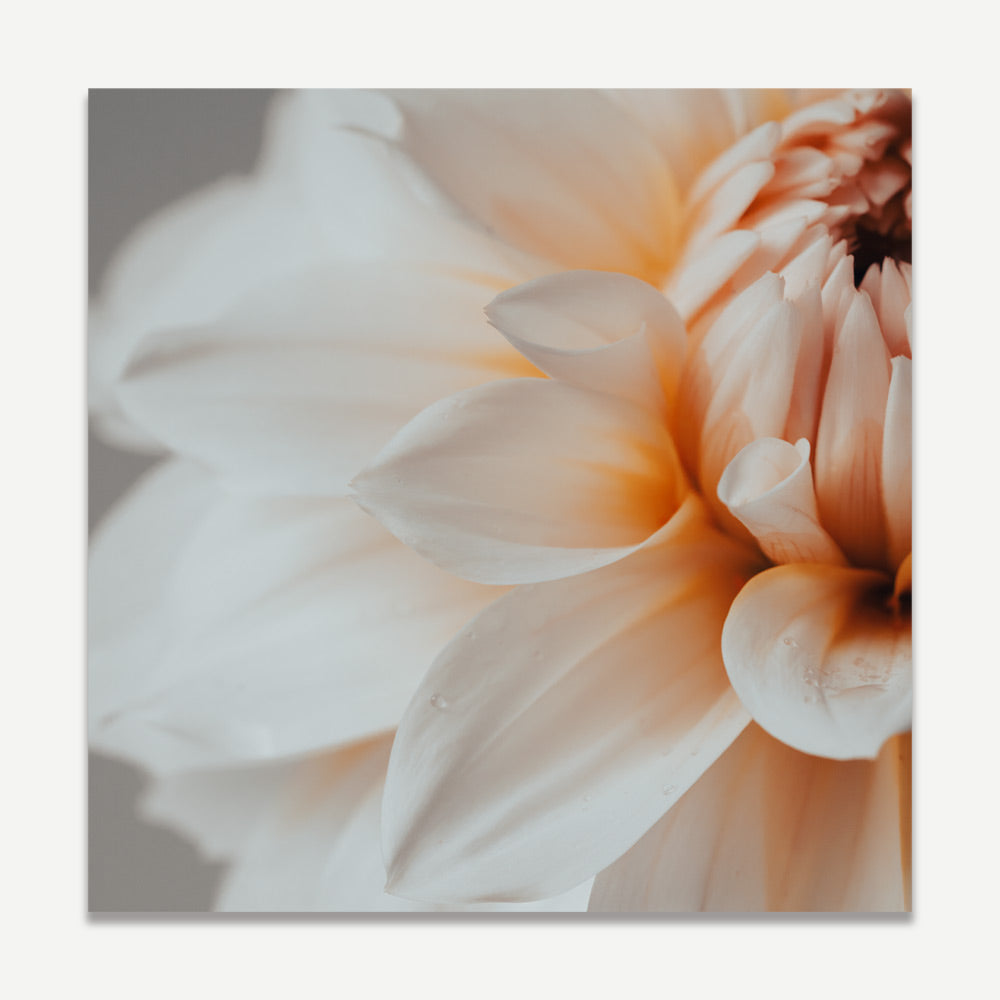 Elegant Peach Dahlia Flower Oil Painting for Home Decor and Art Lovers