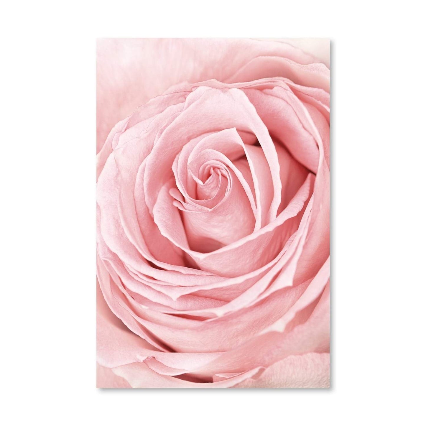 Elegant Pink Rose Oil Painting - Floral Wall Art for Home Decor