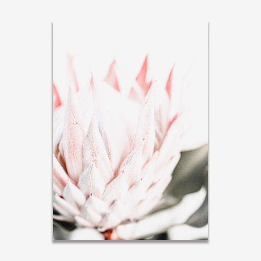 Elegant Queen Protea Oil Painting - Vibrant Floral Wall Art for Modern Decor
