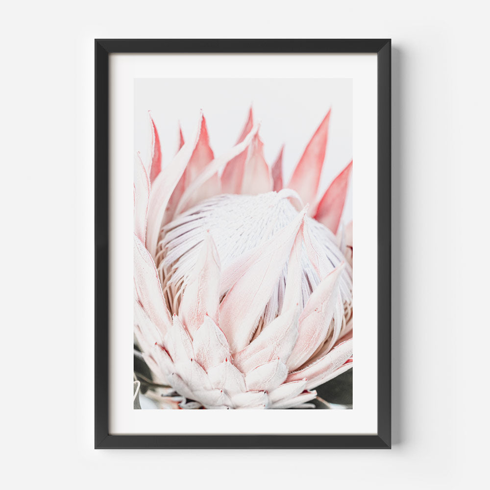 Elegant Queen Protea Oil Painting - Contemporary Floral Artwork for Home Decor
