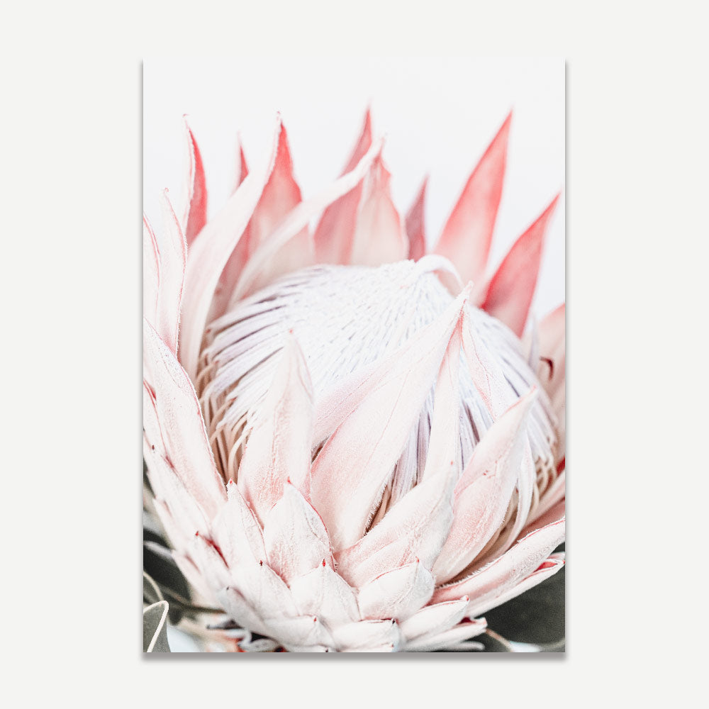 Elegant Queen Protea Oil Painting - Contemporary Floral Artwork for Home Decor