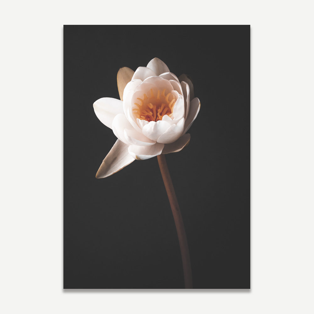 Elegant Water Lily Oil Paintings - Set of 2 for Modern Home Decor