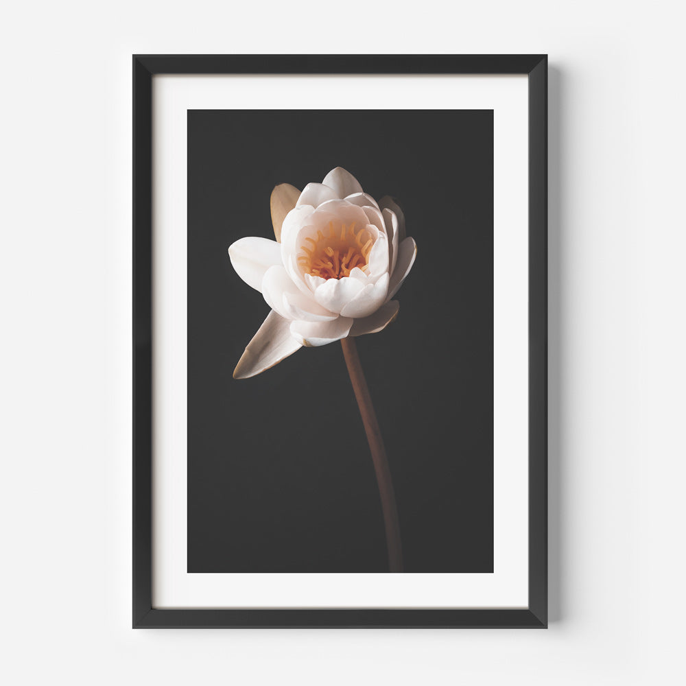 Elegant Water Lily Oil Painting on Black Background for Home Decor