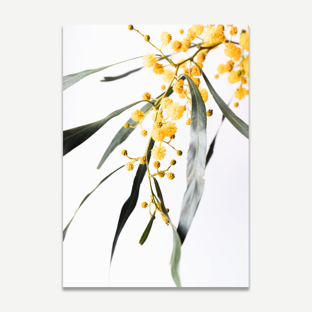 Elegant Wattle Floral Diptych - Vibrant Yellow Blooms Wall Art for Home Decor