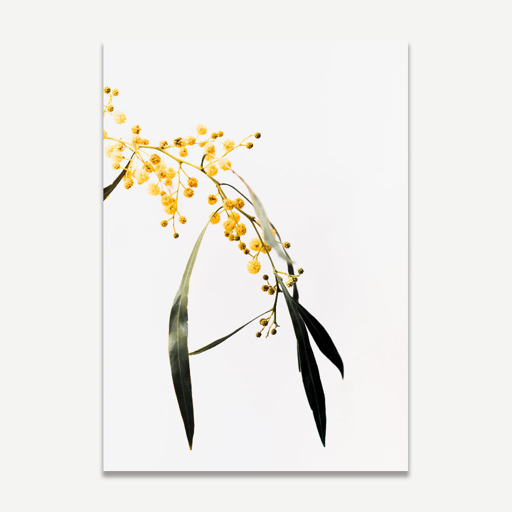 Elegant Wattle Floral Diptych - Vibrant Yellow Blooms Wall Art for Home Decor